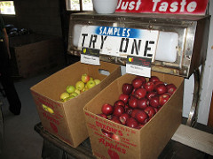 dixon apples 007