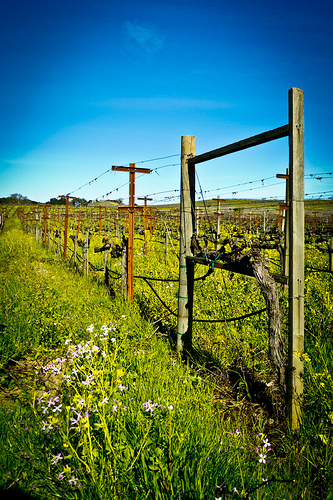 Hendry's Winery wine tasting