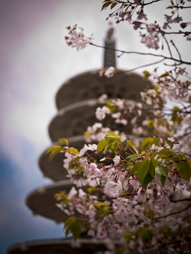 CherryBlossom2012_059.jpg