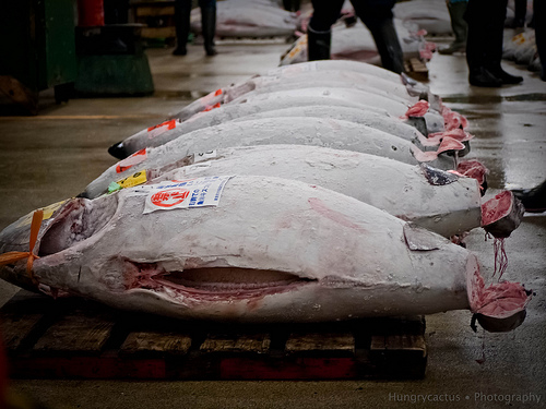 Tsukiji fish market