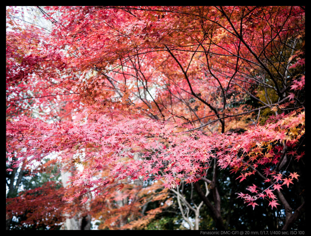 nara (10 of 78)