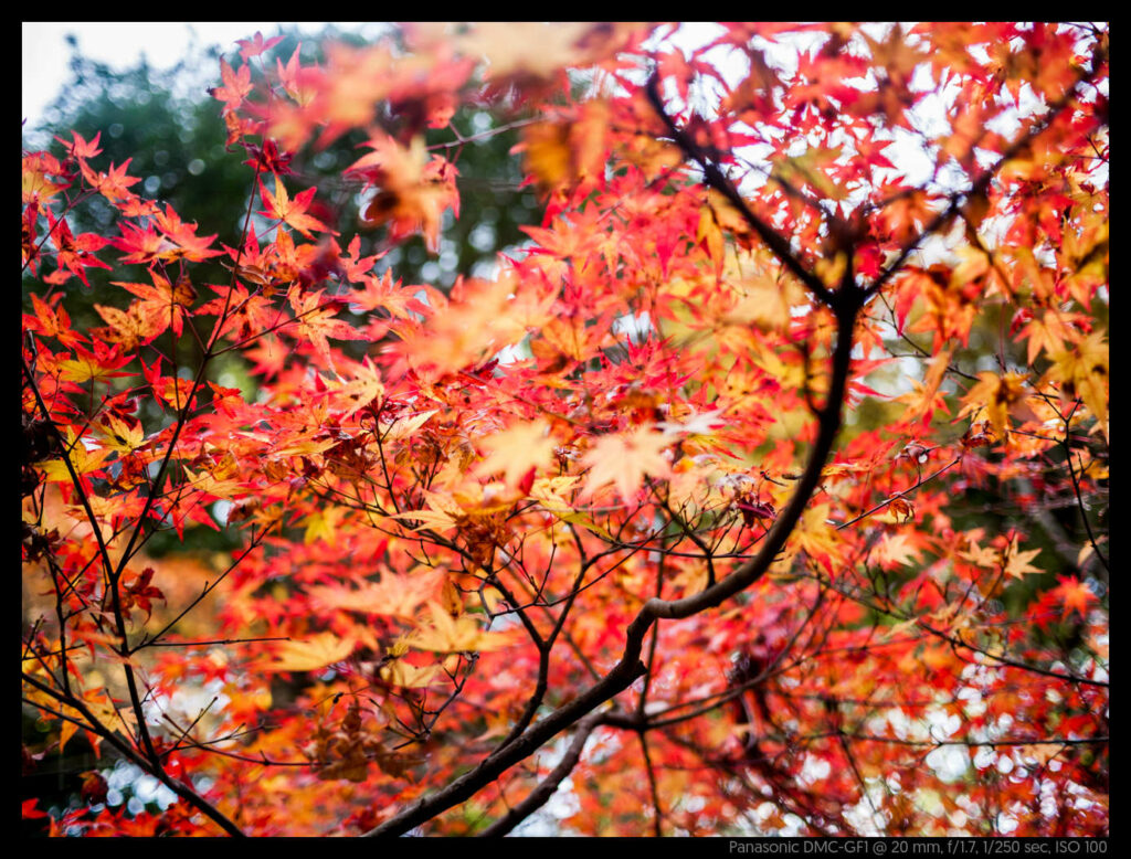 nara (12 of 78)