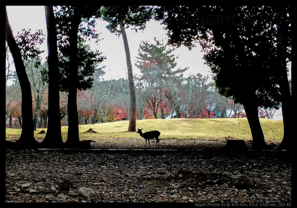 nara (17 of 78)