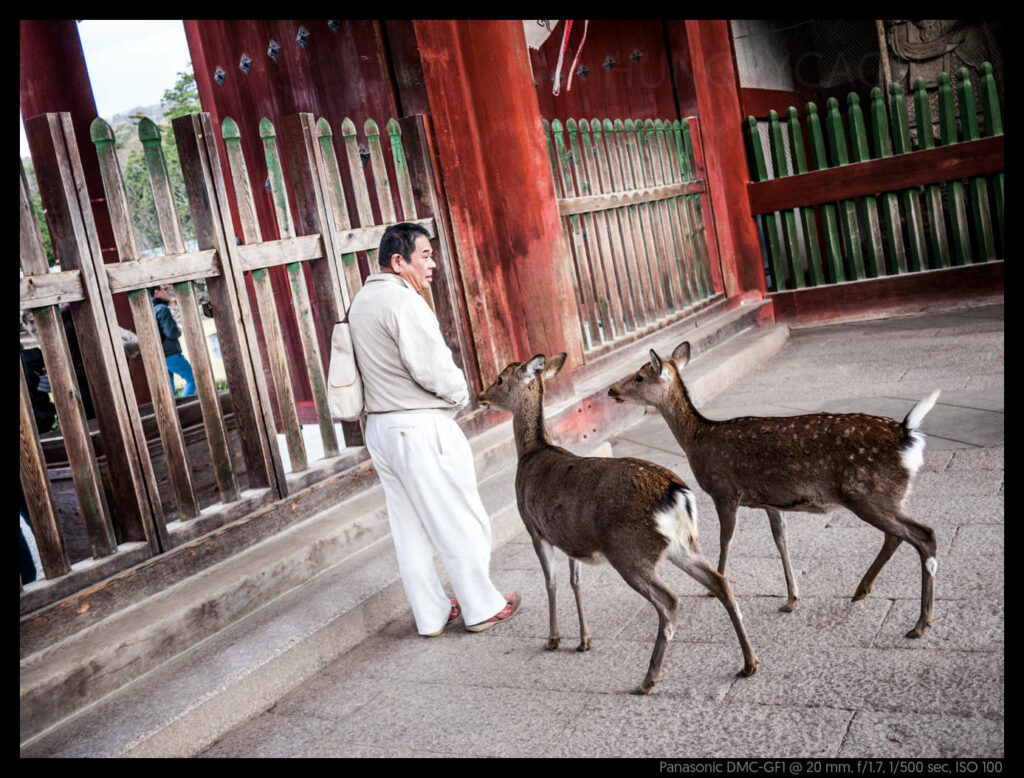 nara (19 of 78)