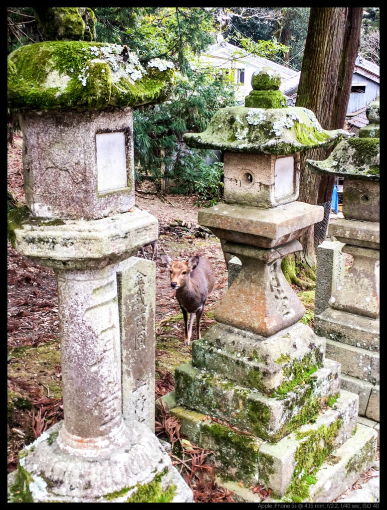 nara (22 of 78)