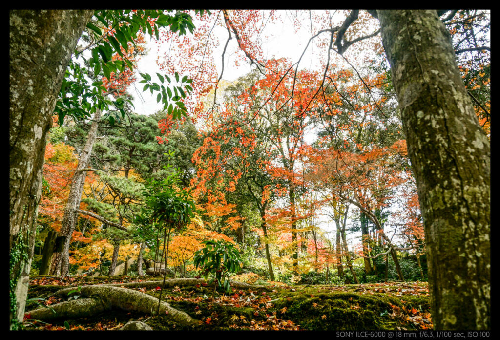 nara (4 of 78)