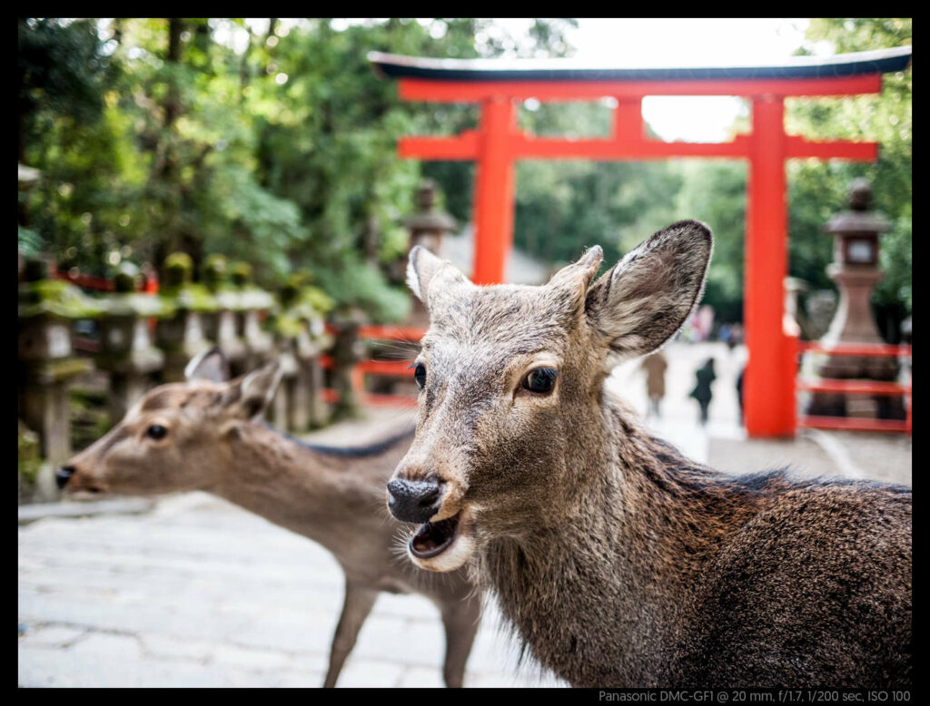 nara (61 of 78)