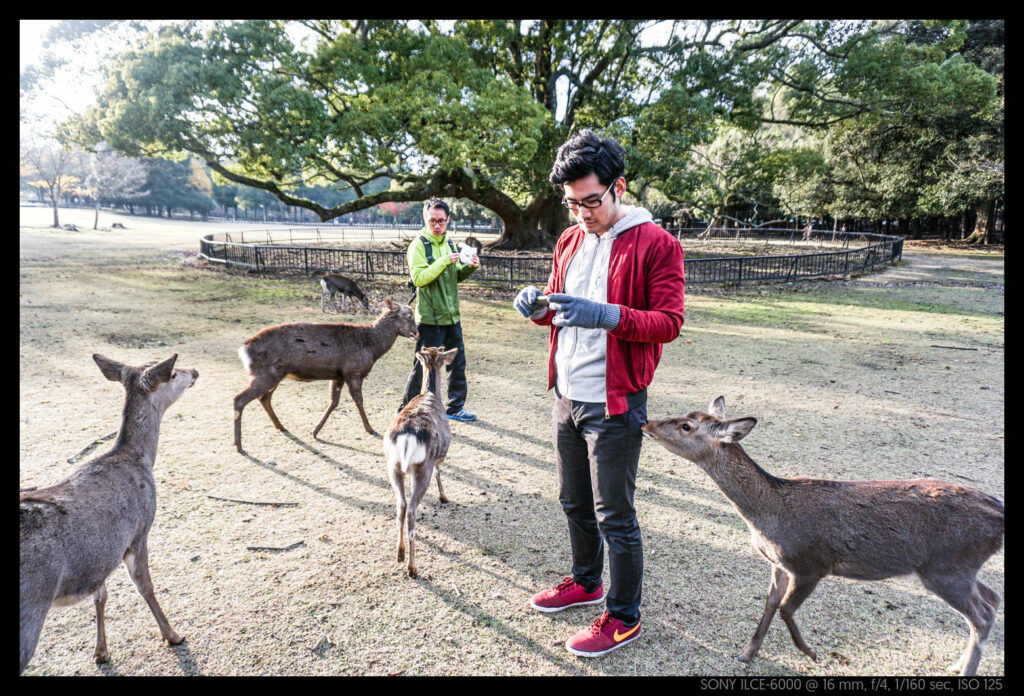 nara (64 of 78)