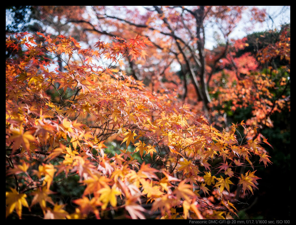 nara (7 of 78)