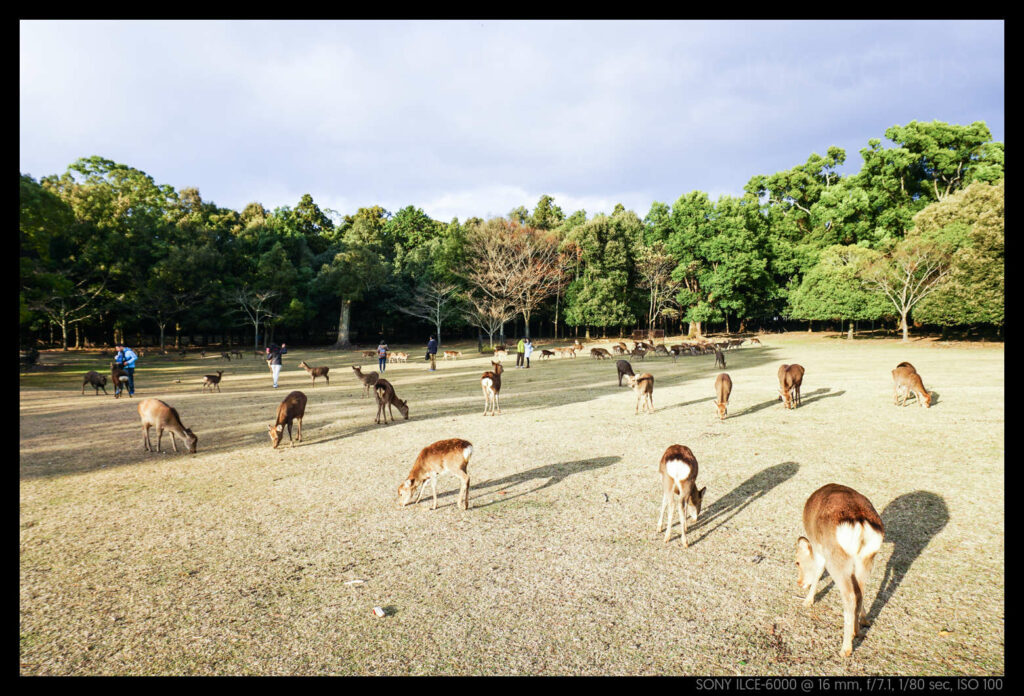 nara (75 of 78)