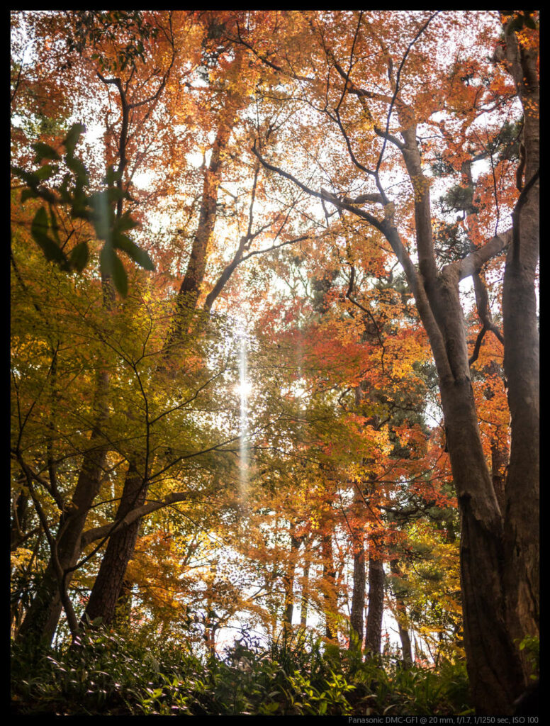 nara (8 of 78)