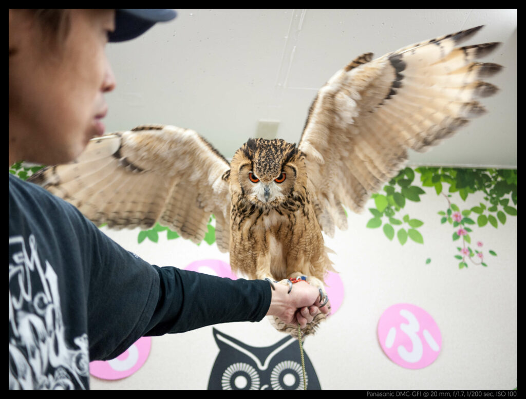 owlcafe (13 of 14)