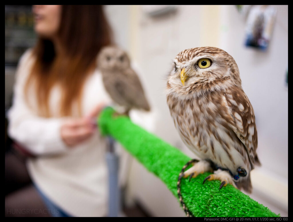 owlcafe (14 of 14)