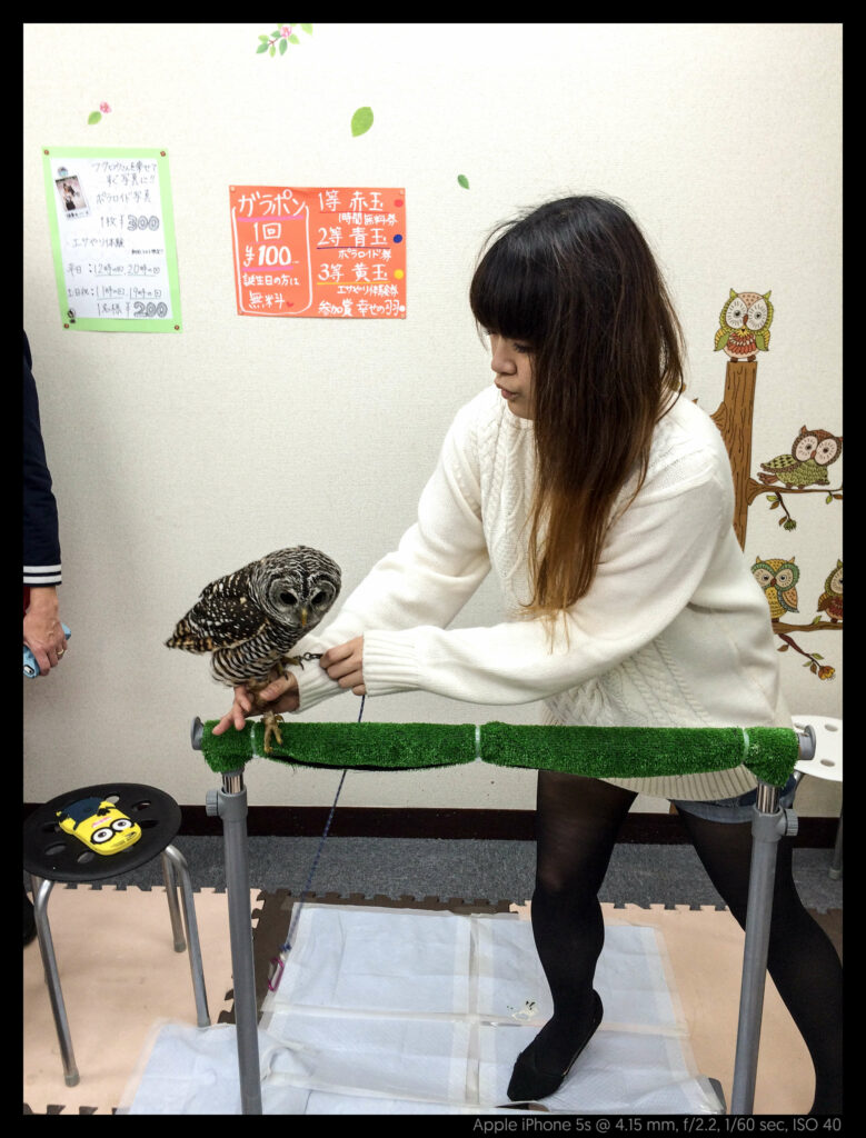 owlcafe (2 of 14)