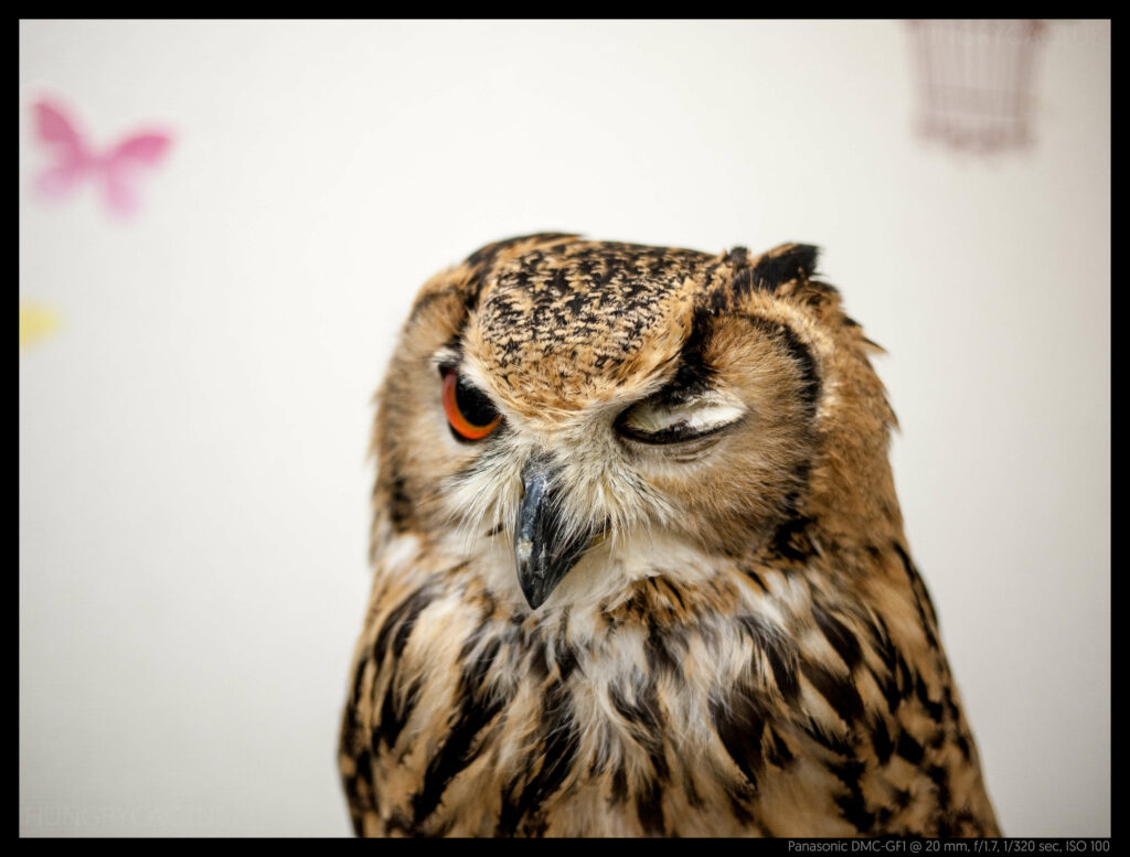 owlcafe (5 of 14)