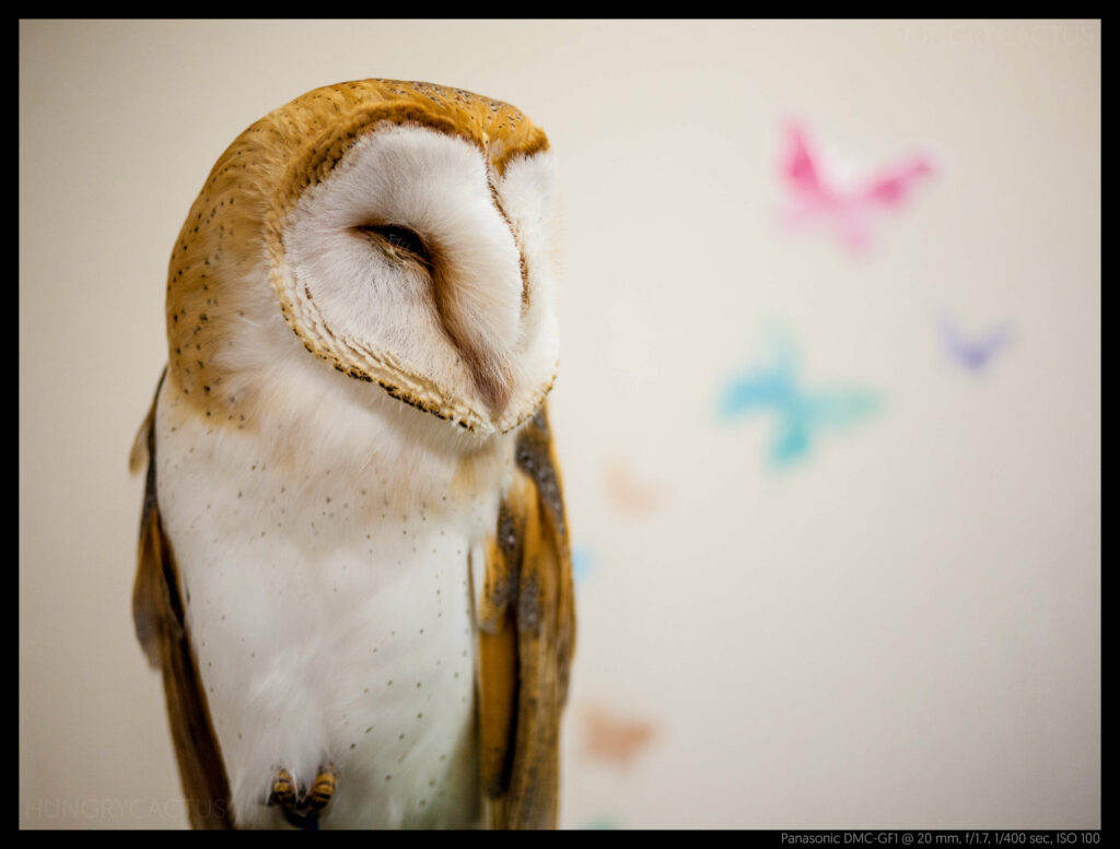 owlcafe (6 of 14)