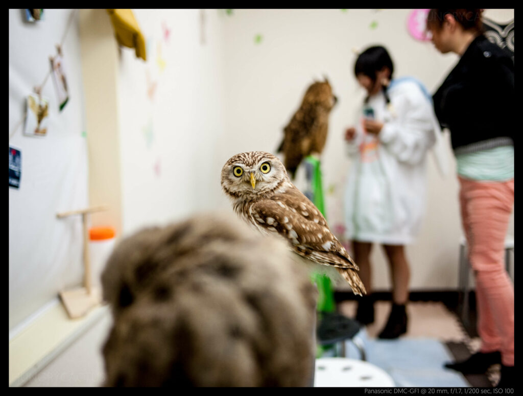 owlcafe (9 of 14)